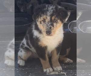 Australian Shepherd Puppy for sale in SUNNYVALE, CA, USA
