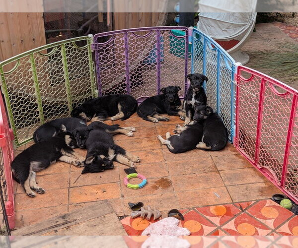 Medium Photo #11 Mutt Puppy For Sale in Pacifica, CA, USA
