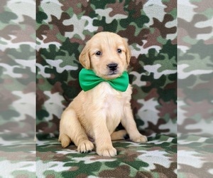 Golden Retriever Puppy for sale in COLERAIN, PA, USA