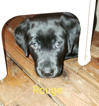 Medium Photo #1 Labrador Retriever Puppy For Sale in WOODINVILLE, WA, USA