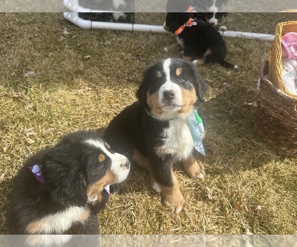 Medium Photo #12 Bernese Mountain Dog Puppy For Sale in ATHENS, WI, USA