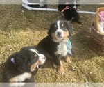Small #11 Bernese Mountain Dog