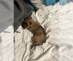 Small Photo #6 Chiweenie Puppy For Sale in CANDLER, NC, USA