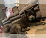 Small #1 Chow Chow