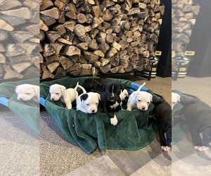 American Bulldog Puppy for Sale in AHOSKIE, North Carolina USA