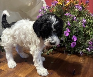 Labradoodle Puppy for sale in GRAND JUNCTION, CO, USA
