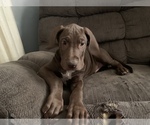 Small Photo #7 Great Dane Puppy For Sale in PONTIAC, IL, USA
