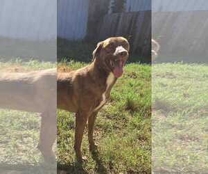 Jennica - Female Mutt Dog for Adoption - Photo #3