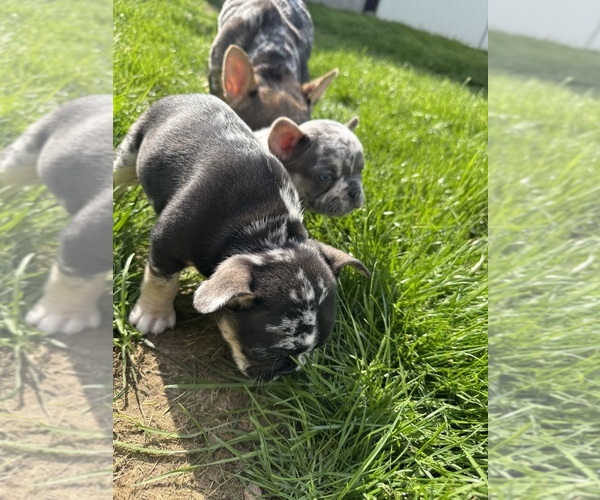 Medium Photo #5 French Bulldog Puppy For Sale in MIDDLEBURY, IN, USA