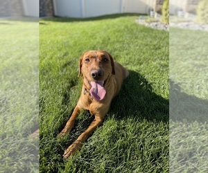 Mother of the Labrador Retriever puppies born on 05/11/2025