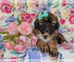 Small Photo #6 Saint Berdoodle Puppy For Sale in OXFORD, PA, USA