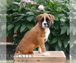 Small #2 Boxer