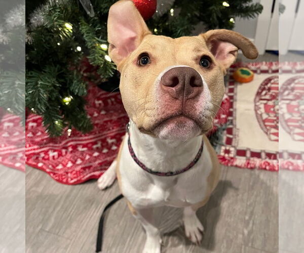 Medium Photo #3 American Pit Bull Terrier-Unknown Mix Puppy For Sale in Fargo, ND, USA