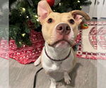 Small #2 American Pit Bull Terrier Mix