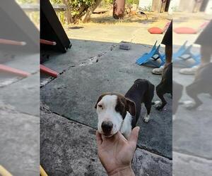 American Staffordshire Terrier Dogs for adoption in San Antonio, TX, USA
