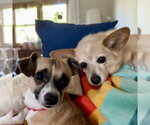 Small #19 Chihuahua Mix