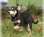 Small Photo #14 Australian Shepherd-Unknown Mix Puppy For Sale in Mechanicsburg, PA, USA