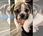 Puppy Ginger English Bulldog