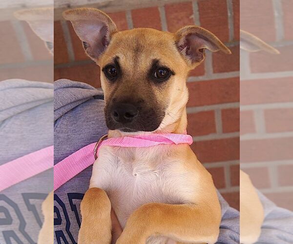 Medium Photo #3 Mutt Puppy For Sale in Carrollton, TX, USA