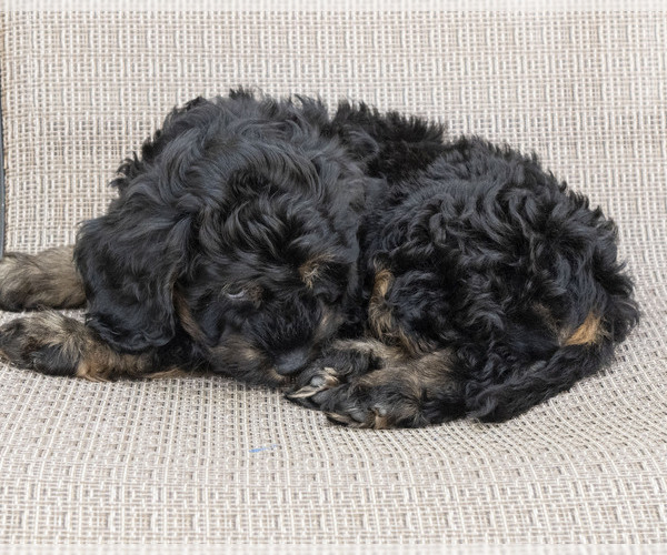 Medium Photo #4 Cavapoo (Miniature)-Goldendoodle Mix Puppy For Sale in SAINT MARYS, KS, USA