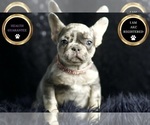 Small Photo #6 French Bulldog Puppy For Sale in WARSAW, IN, USA