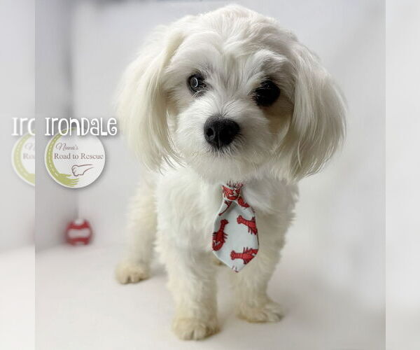 Medium Photo #2 Maltese Puppy For Sale in Benton, LA, USA