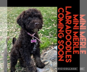 Labradoodle Puppy for Sale in COLLEGE STA, Texas USA
