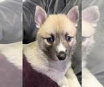 Small #18 Pomsky