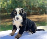 Puppy 3 Miniature Bernedoodle