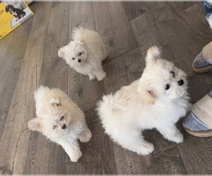 Pomeranian-Poodle (Toy) Mix Puppy for sale in CHINO HILLS, CA, USA
