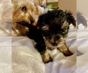 Yorkshire Terrier Puppy for sale in JOHNSTOWN, PA, USA
