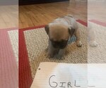 Small Photo #6 Pug Puppy For Sale in CLARE, IL, USA