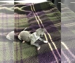 Puppy Puppy 1 Italian Greyhound