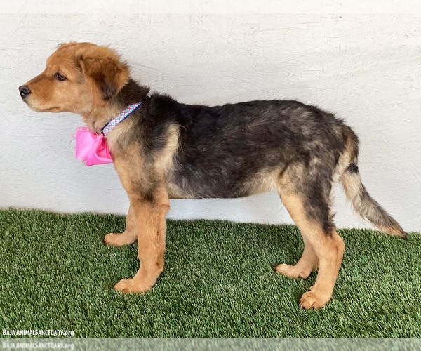 Medium Photo #2 Australian Shepherd-German Shepherd Dog Mix Puppy For Sale in San Diego, CA, USA