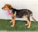 Small #1 Australian Shepherd-German Shepherd Dog Mix