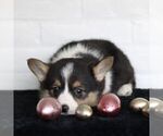 Small Photo #7 Pembroke Welsh Corgi Puppy For Sale in PARADISE, PA, USA