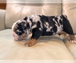 Small Photo #6 English Bulldog Puppy For Sale in MOSCOW MILLS, MO, USA