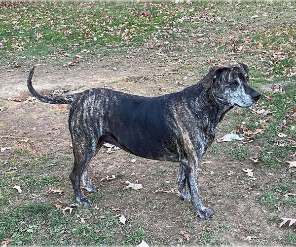 Medium Photo #6 Catahoula Leopard Dog-Unknown Mix Puppy For Sale in Rootstown, OH, USA