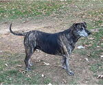 Small #5 Catahoula Leopard Dog Mix