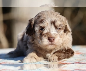ShihPoo Puppy for sale in DYERSBURG, TN, USA