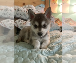Alaskan Klee Kai Puppy for sale in GLENDALE, AZ, USA