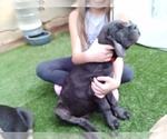 Small #7 Cane Corso