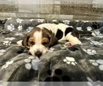 Puppy Puppy 5 Lucky Beagle