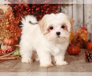 Mal-Shi Puppy for sale in MOUNT VERNON, OH, USA