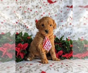 Goldendoodle (Miniature) Puppy for sale in LINCOLN UNIV, PA, USA