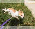Small Photo #7 Chihuahua-Unknown Mix Puppy For Sale in Grafton, WI, USA