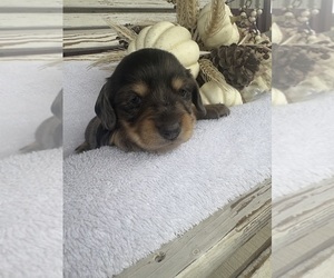 Medium Dachshund