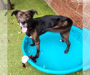 Labrador Retriever-Unknown Mix Dogs for adoption in Minneapolis, MN, USA