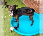 Small Labrador Retriever Mix