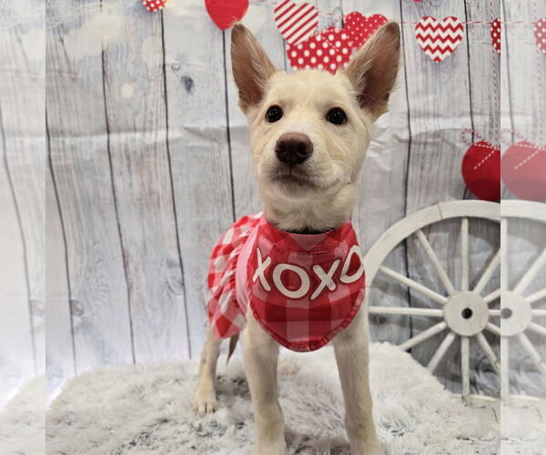 Medium Photo #8 Siberian Husky-Unknown Mix Puppy For Sale in Fargo, ND, USA